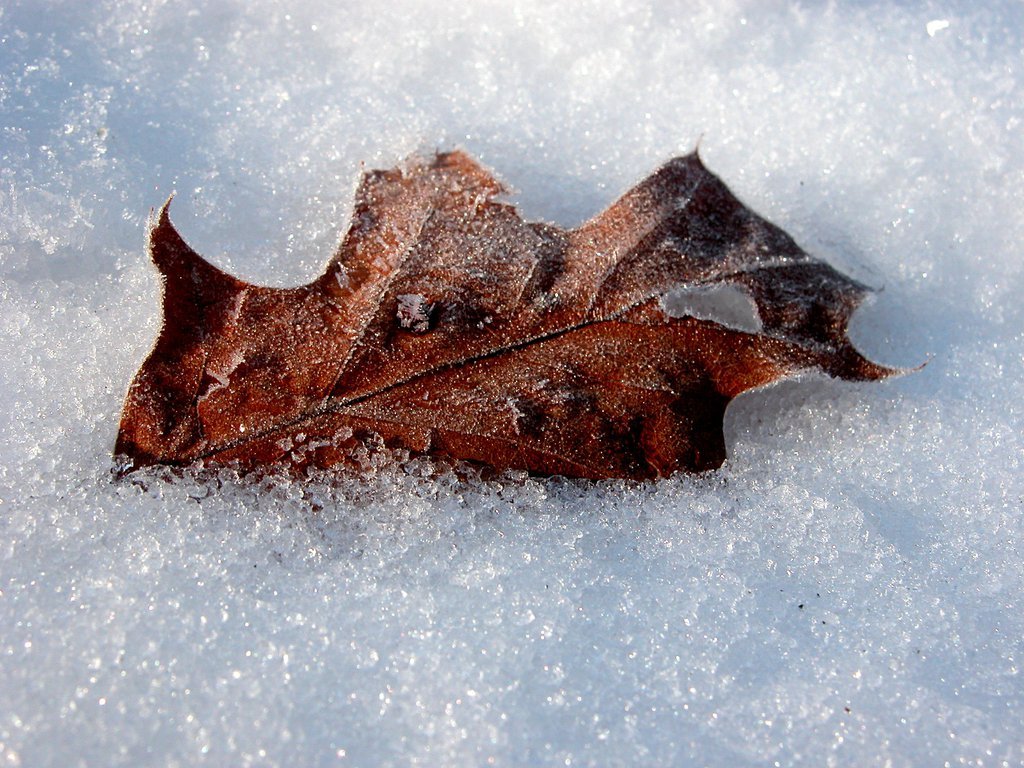 Leaves in snow (v)