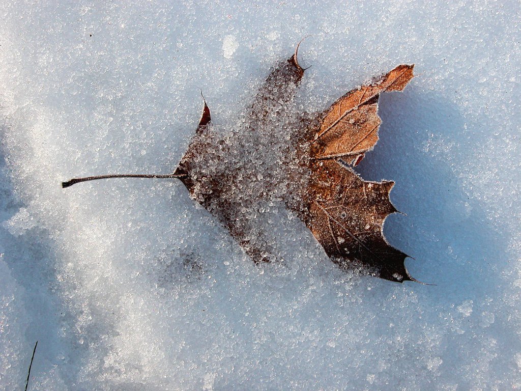 Leaves in snow (vi)