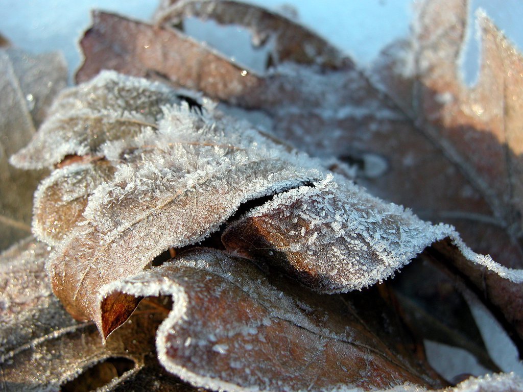 Leaves in snow (vii)
