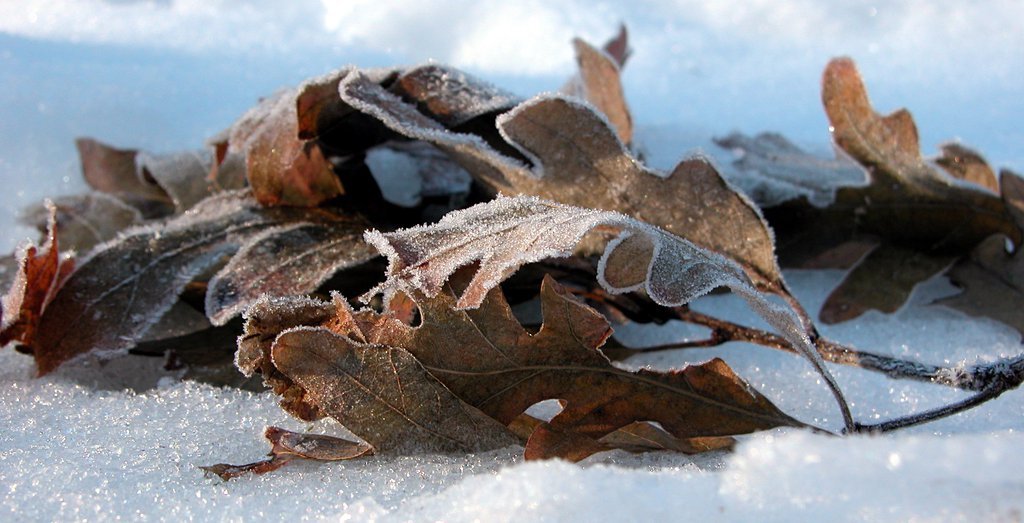 Leaves in snow (viii)