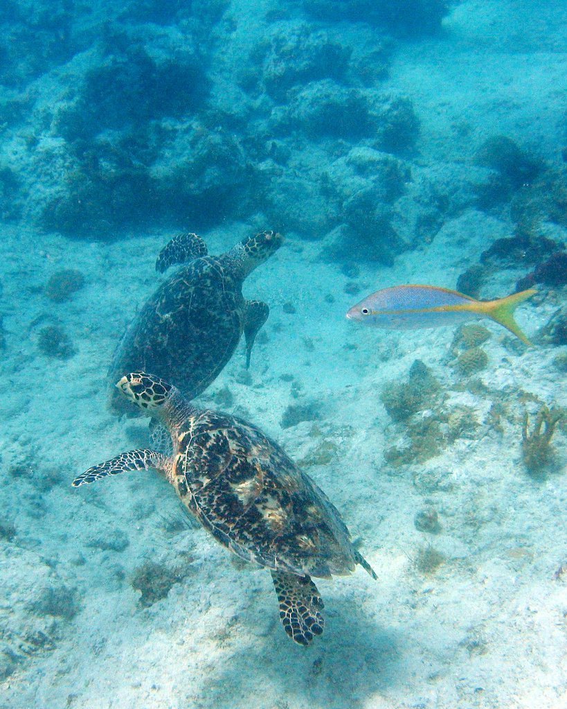 Two turtles Two turtles