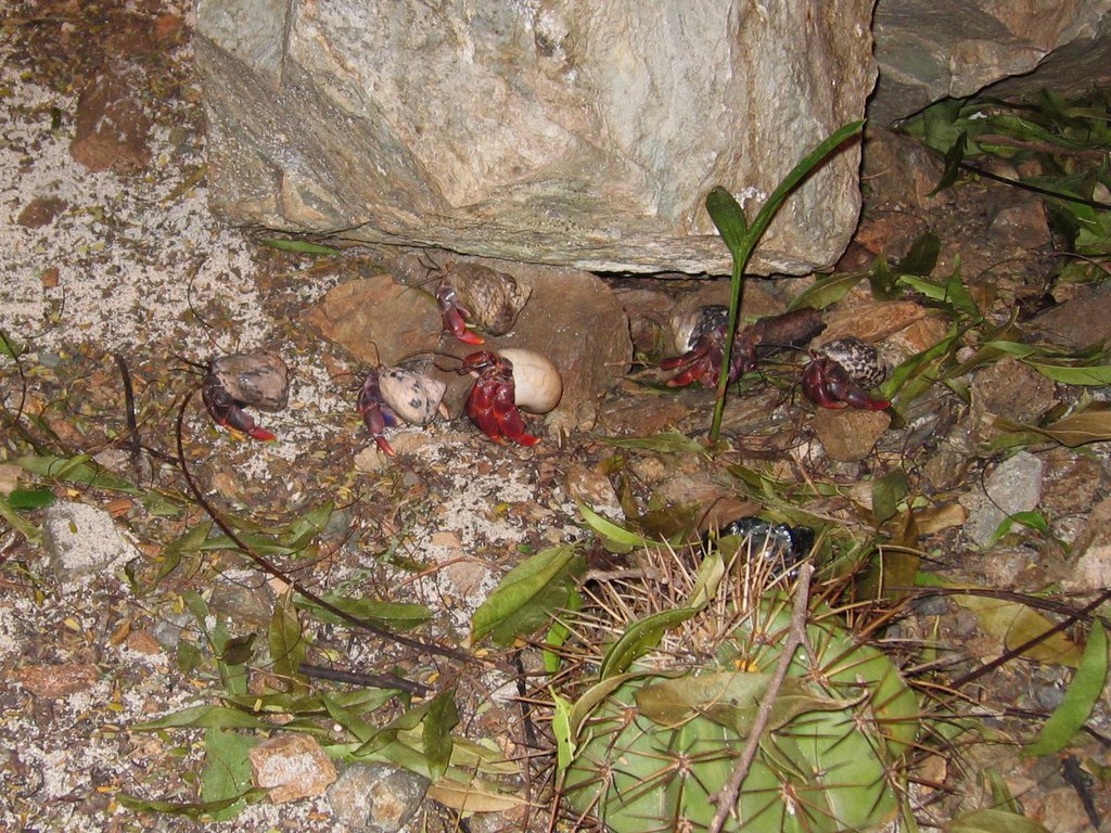 Hermit crab army?