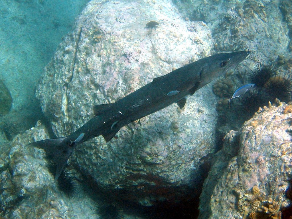 Barracuda Barracuda