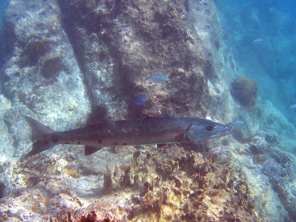 Barracuda Barracuda