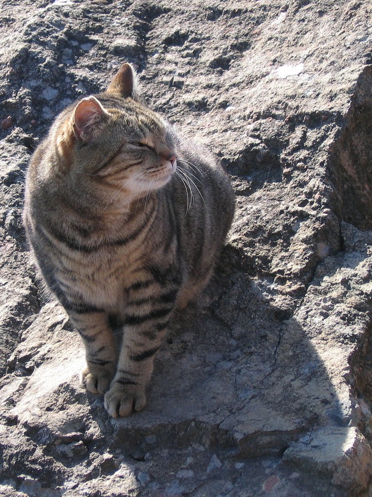 The cats of Mandelieu II The cats of Mandelieu II