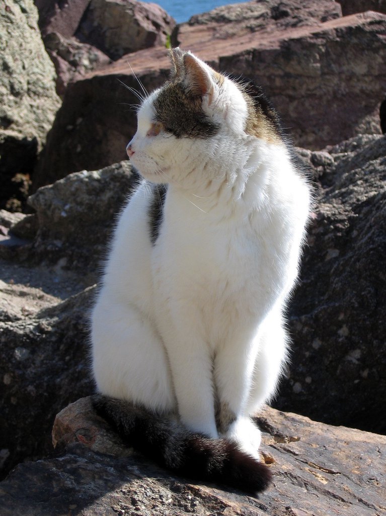 The cats of Mandelieu I The cats of Mandelieu I