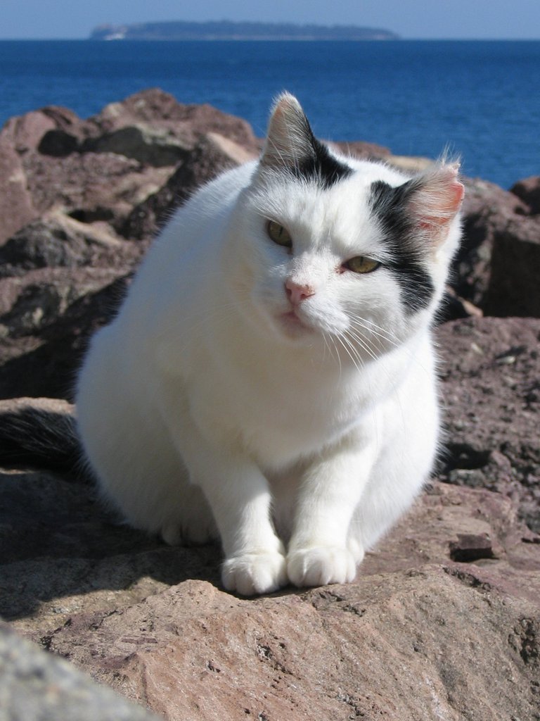 The cats of Mandelieu III The cats of Mandelieu III