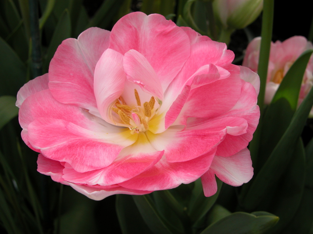 Smith College Spring Bulb Show (i)