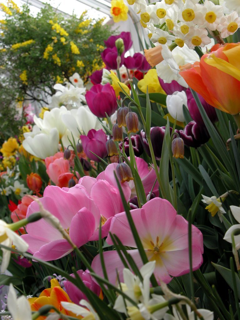 Smith College Spring Bulb Show (ii)