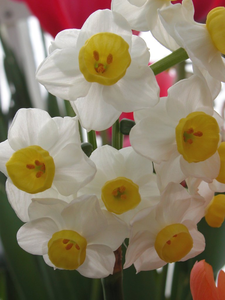Smith College Spring Bulb Show (iii)