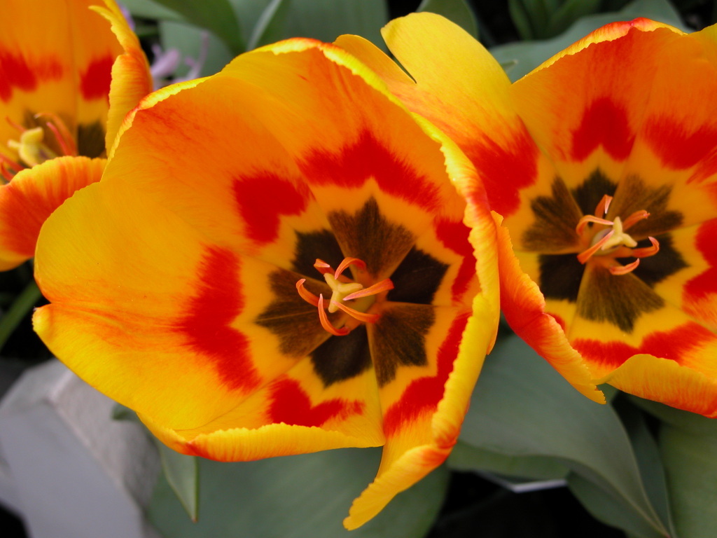 Smith College Spring Bulb Show (iv)