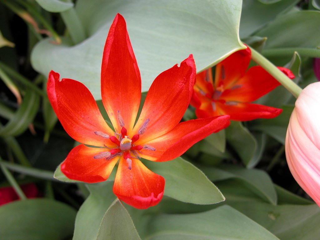 Smith College Spring Bulb Show (v)