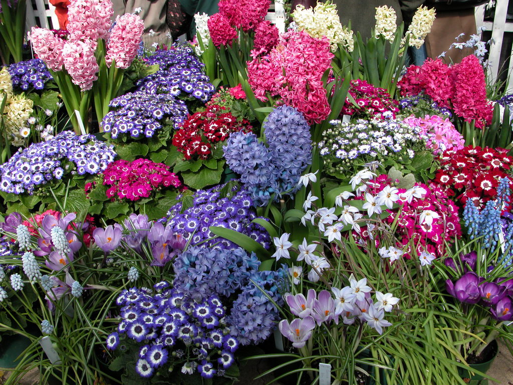 Smith College Spring Bulb Show (vi)