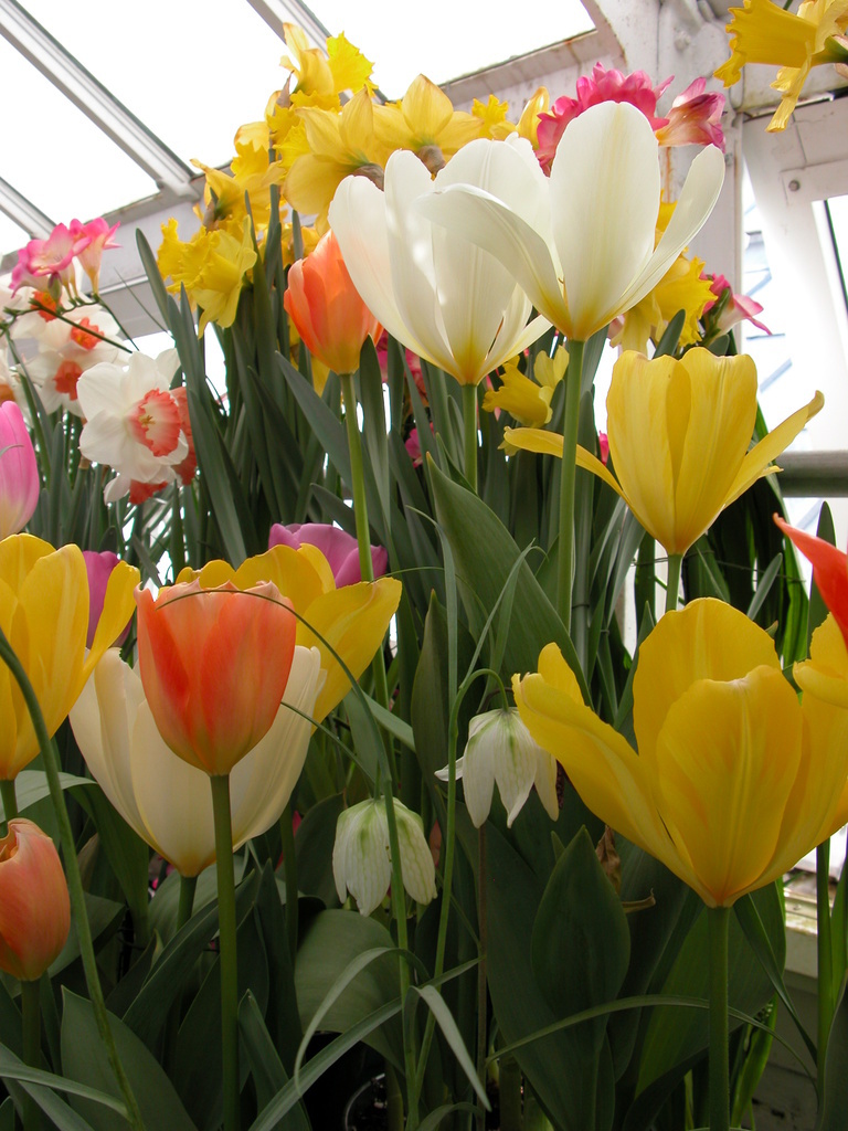 Smith College Spring Bulb Show (viii)