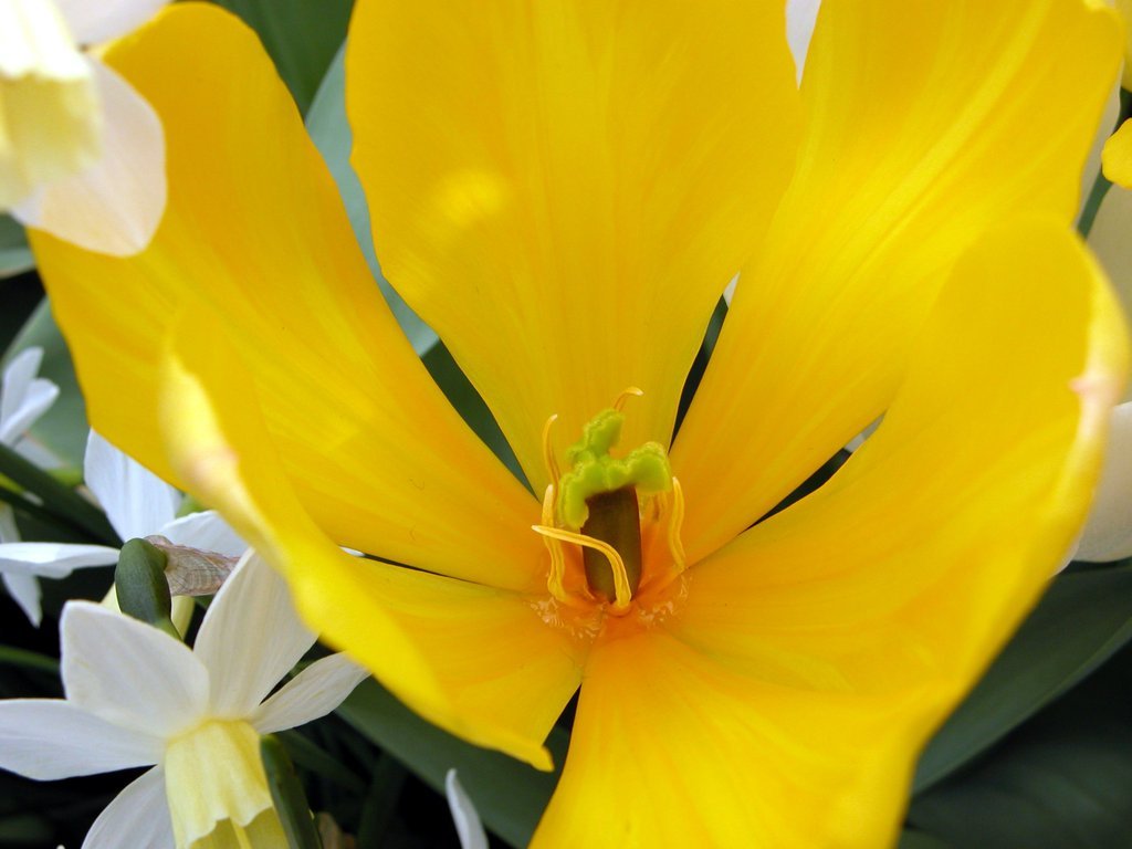 Smith College Spring Bulb Show (ix)