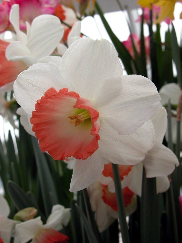 Smith College Spring Bulb Show (x)