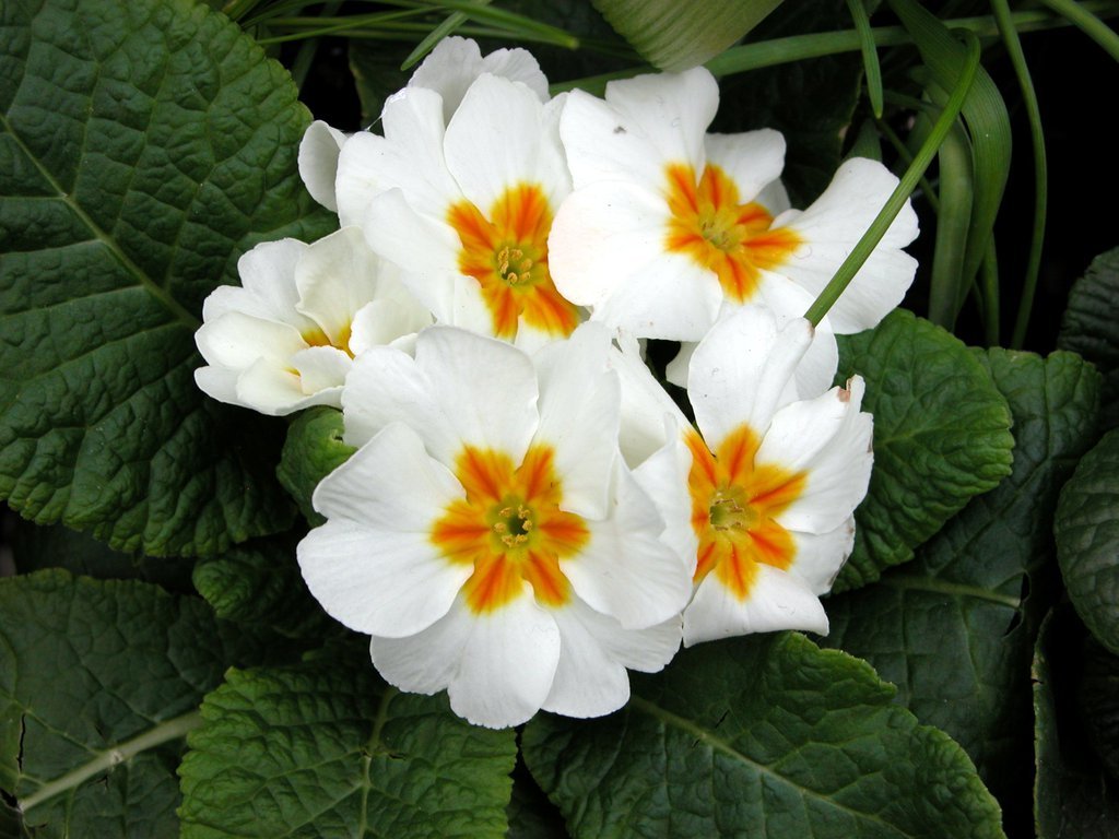 Smith College Spring Bulb Show (xi)