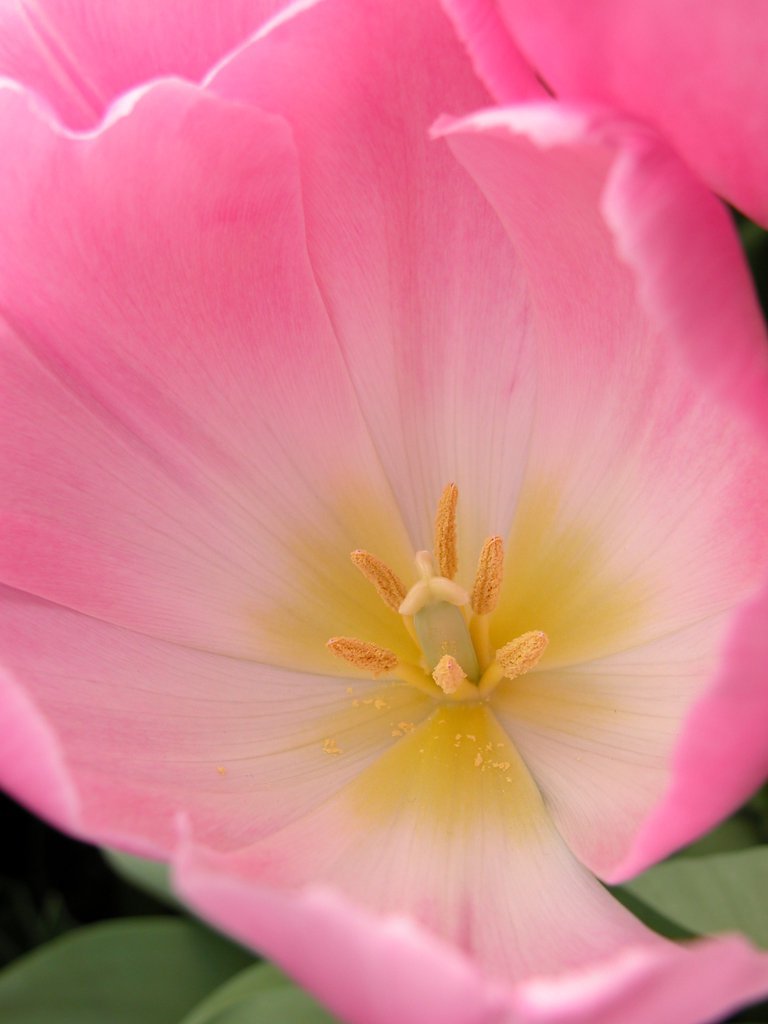 Smith College Spring Bulb Show (xii)