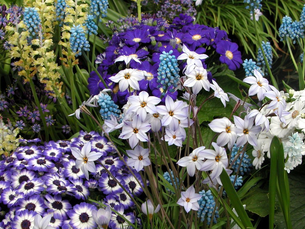 Smith College Spring Bulb Show (xiii)