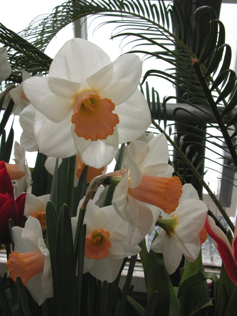 Smith College Spring Bulb Show (xiv)