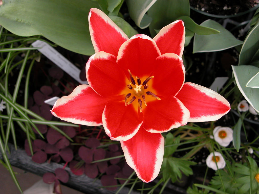 Smith College Spring Bulb Show (xv)