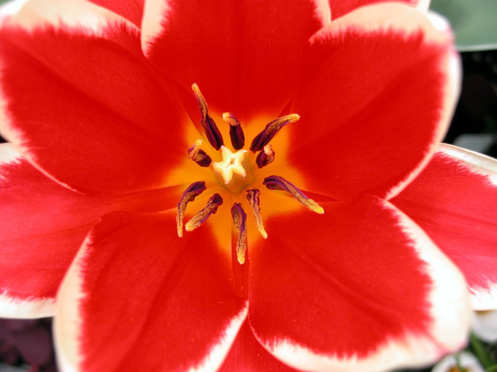 Smith College Spring Bulb Show (xvi)