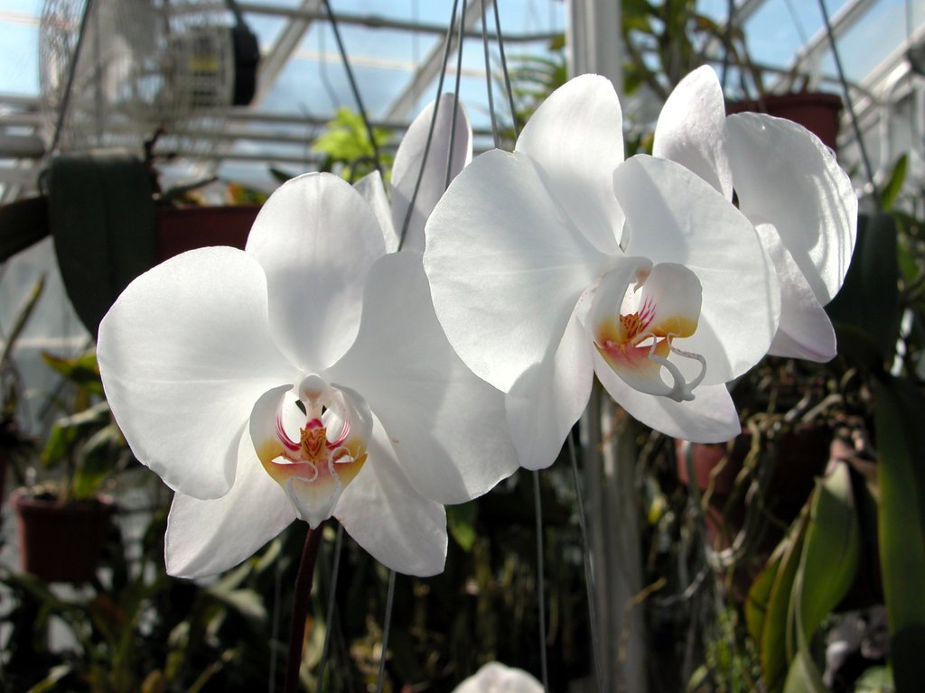 Smith College Orchids (i)