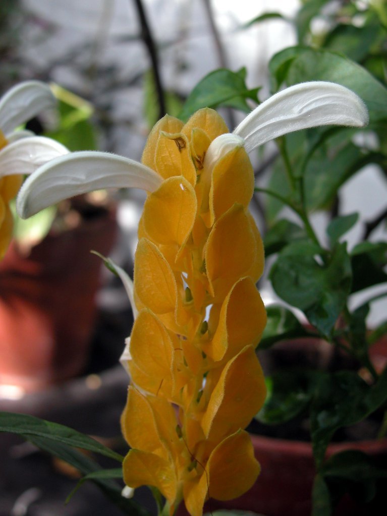 Smith College Orchids (ii)