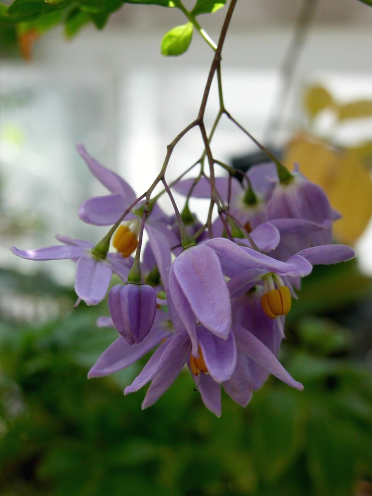 Smith College Spring Bulb Show (xviii)
