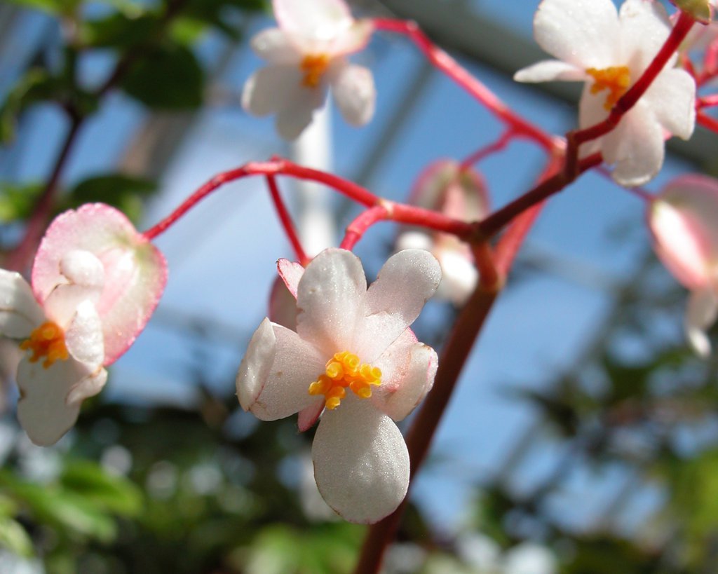 Smith College Spring Bulb Show (xix)