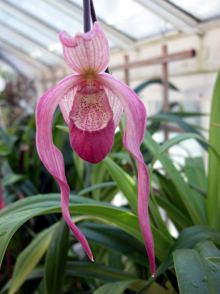Smith College Orchids (iv)
