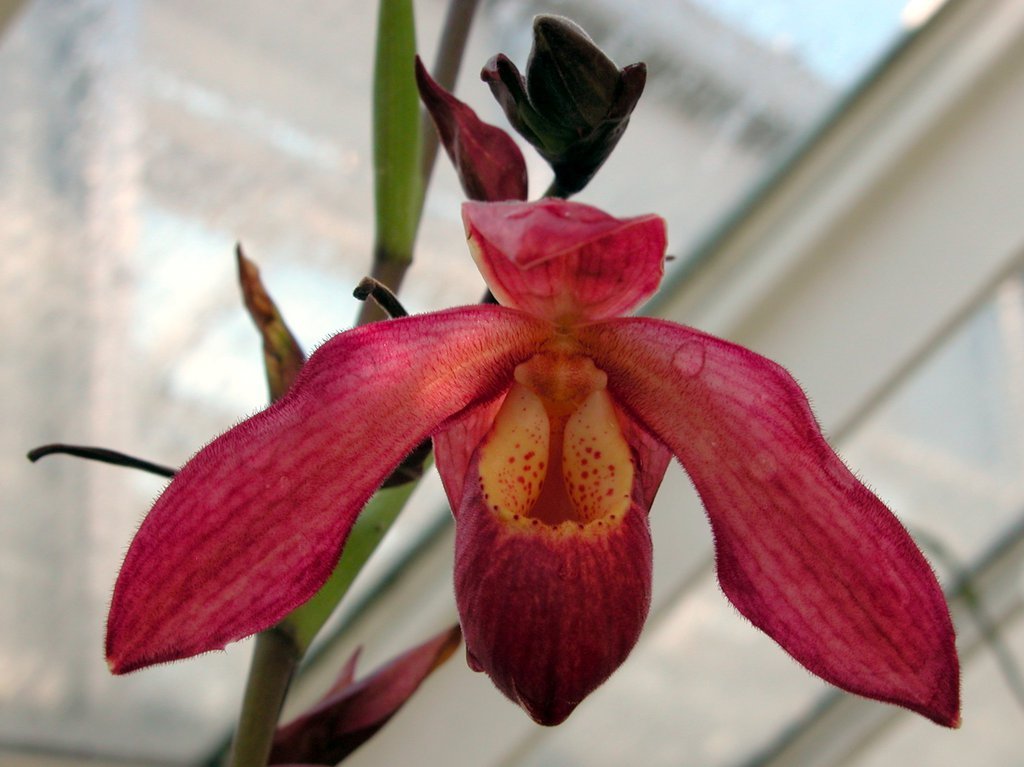 Smith College Orchids (v)