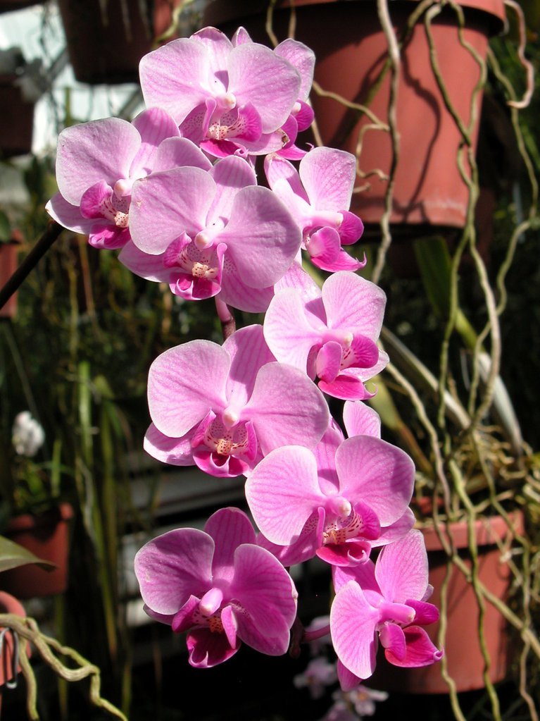 Smith College Orchids (vi)