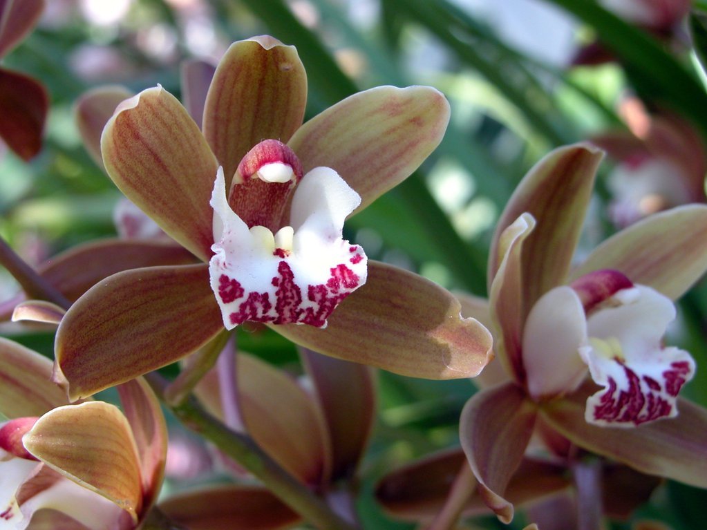 Smith College Orchids (viii)