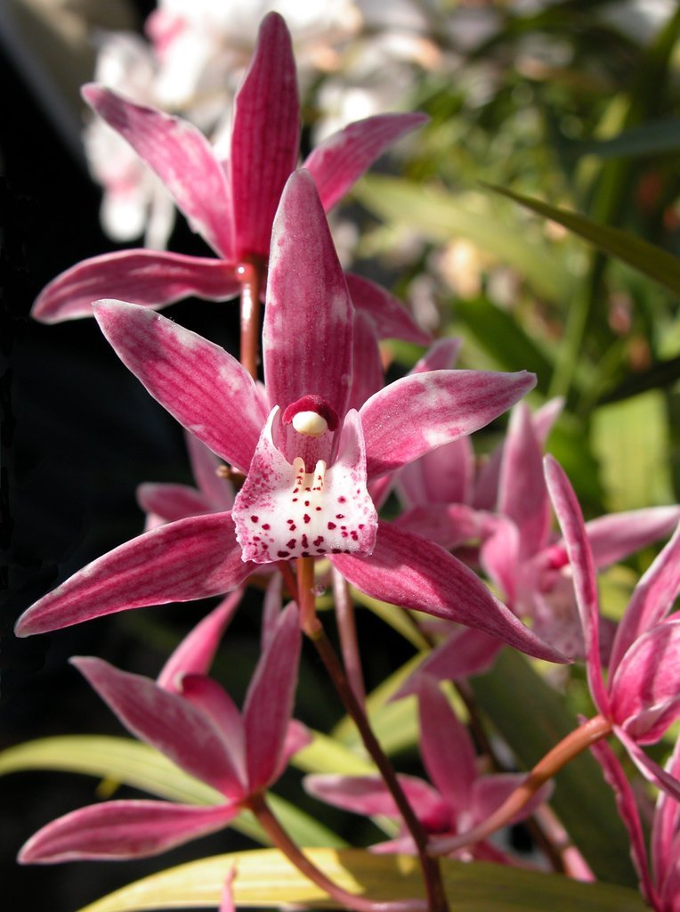 Smith College Orchids (ix)