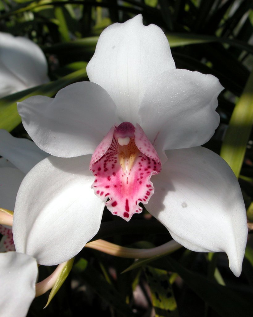 Smith College Orchids (x)