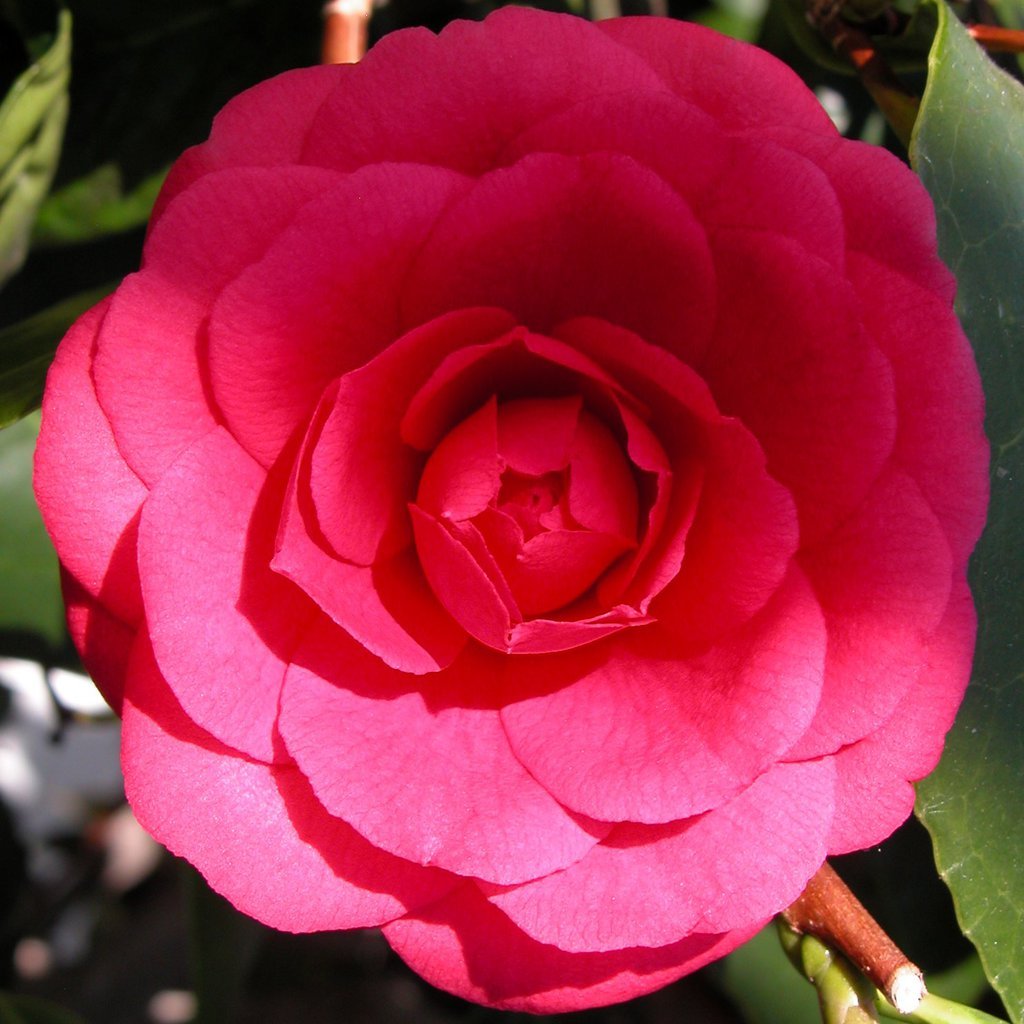 Smith College Spring Bulb Show (xx)