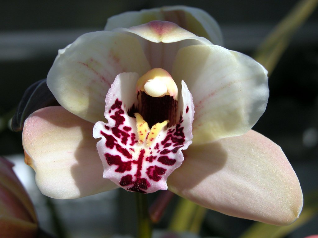 Smith College Orchids (xi)