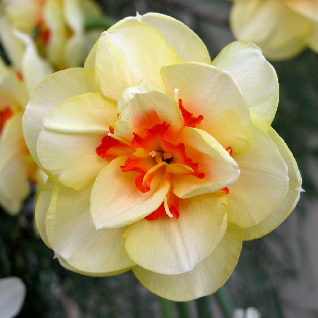 Smith College Spring Bulb Show (xxii)