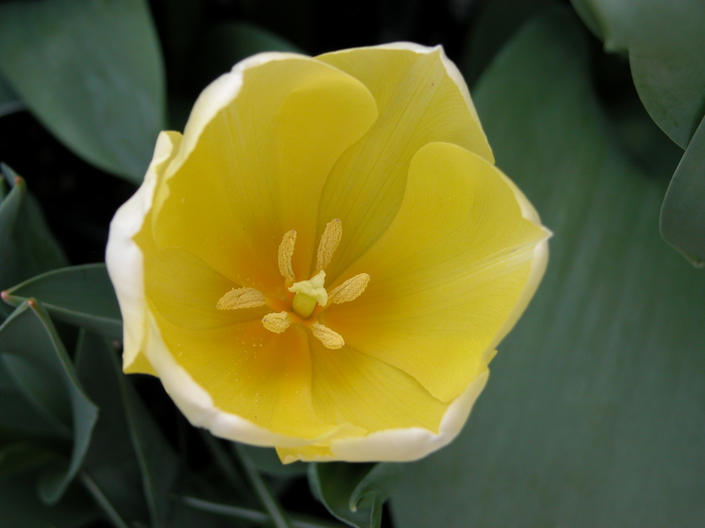 Smith College Spring Bulb Show (xxiii)