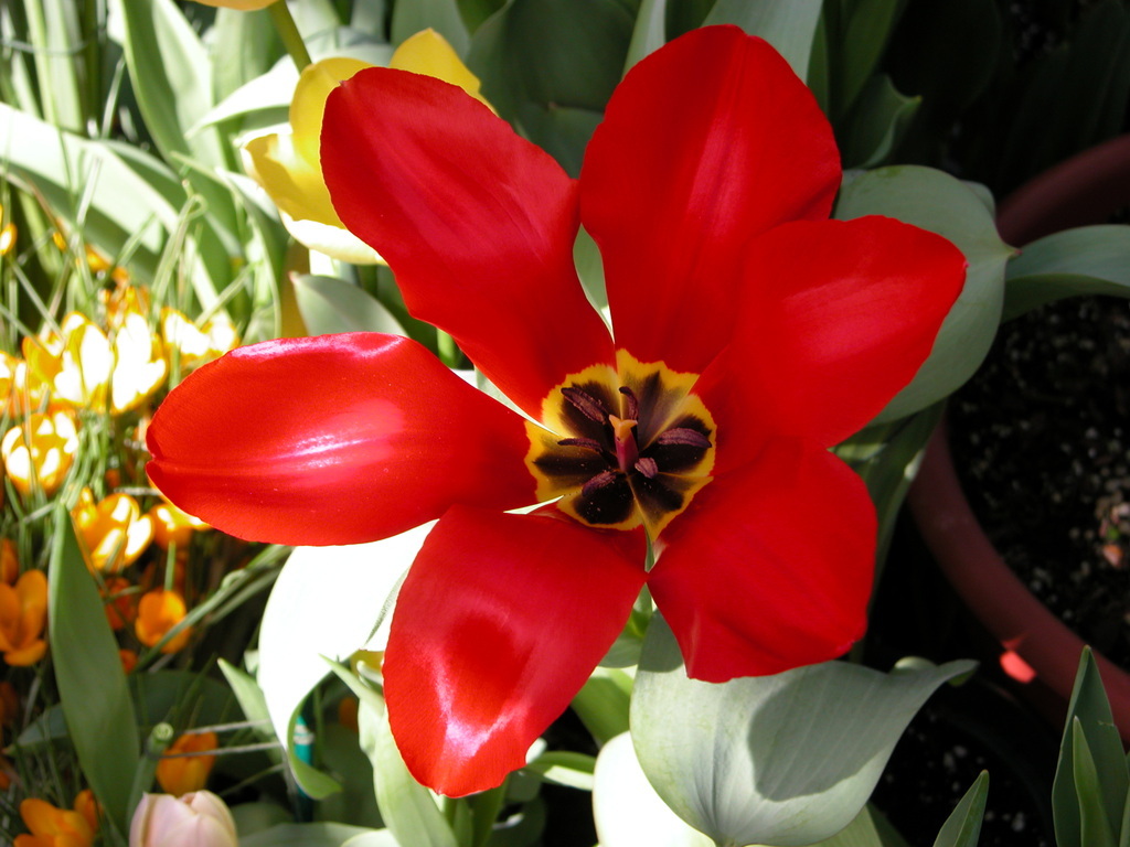 Smith College Spring Bulb Show (xxiv)