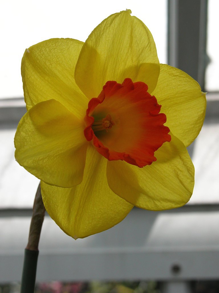 Smith College Spring Bulb Show (xxvi)