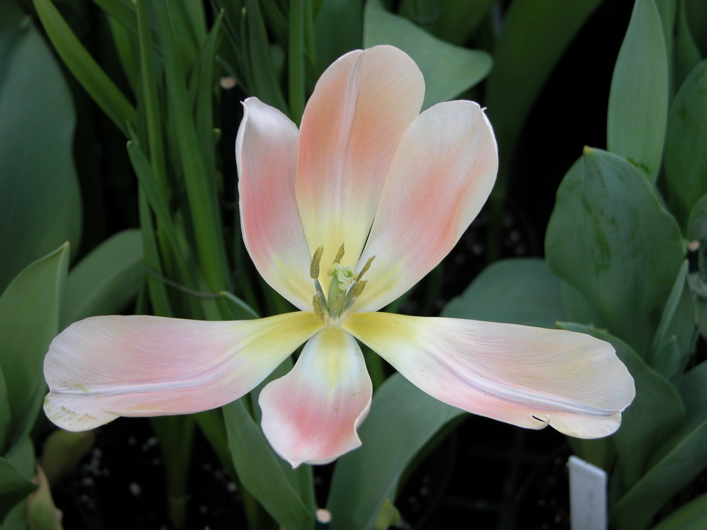 Smith College Spring Bulb Show (xxvii)