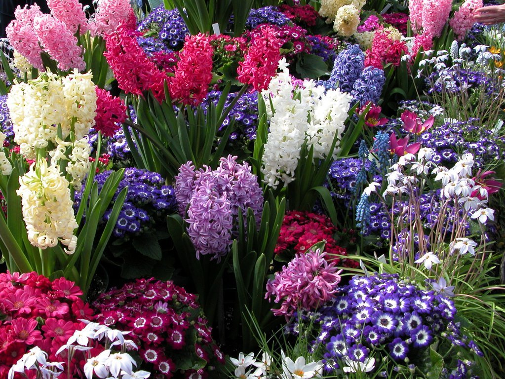 Smith College Spring Bulb Show (xxviii)