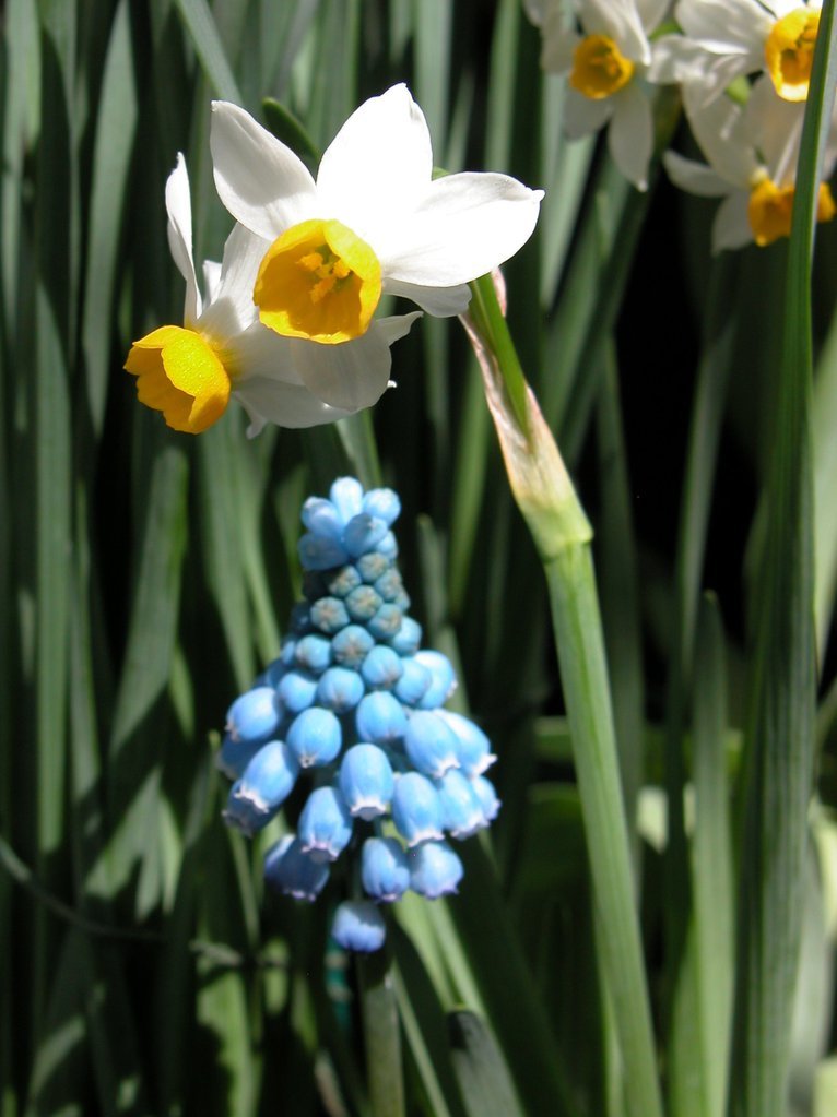 Smith College Spring Bulb Show (xxix)