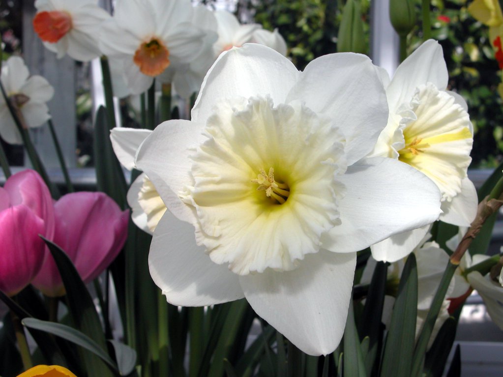 Smith College Spring Bulb Show (xxx)