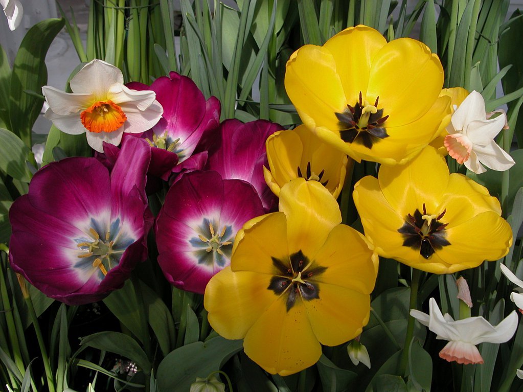 Smith College Spring Bulb Show (xxxi)