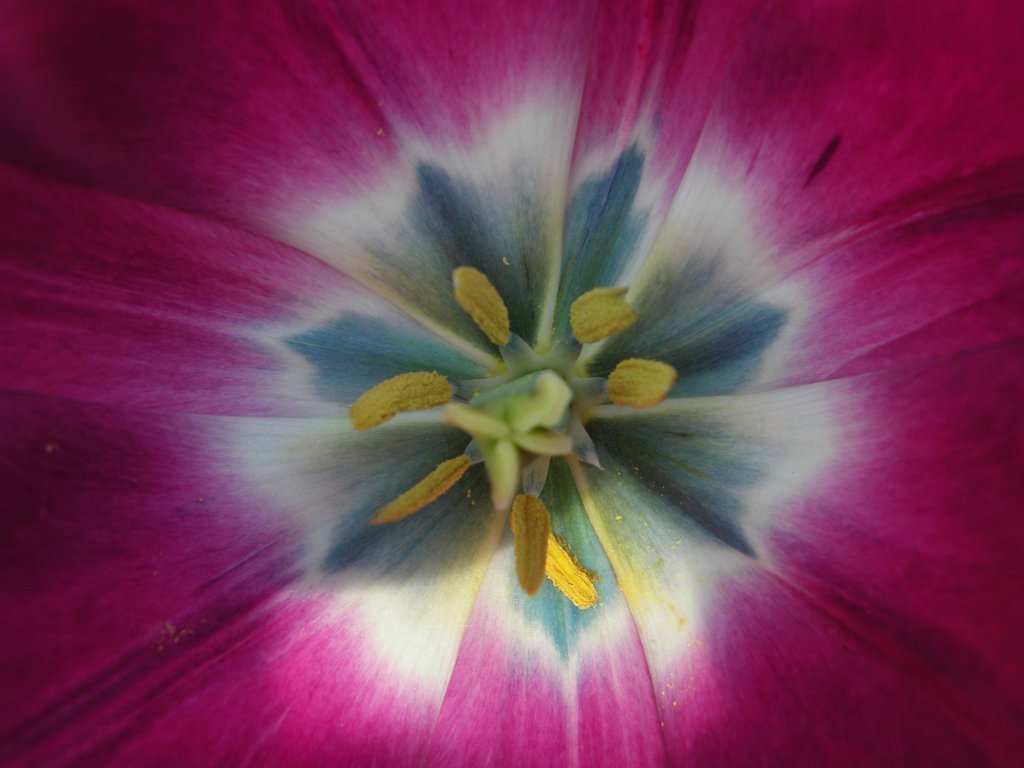 Smith College Spring Bulb Show (xxxii)