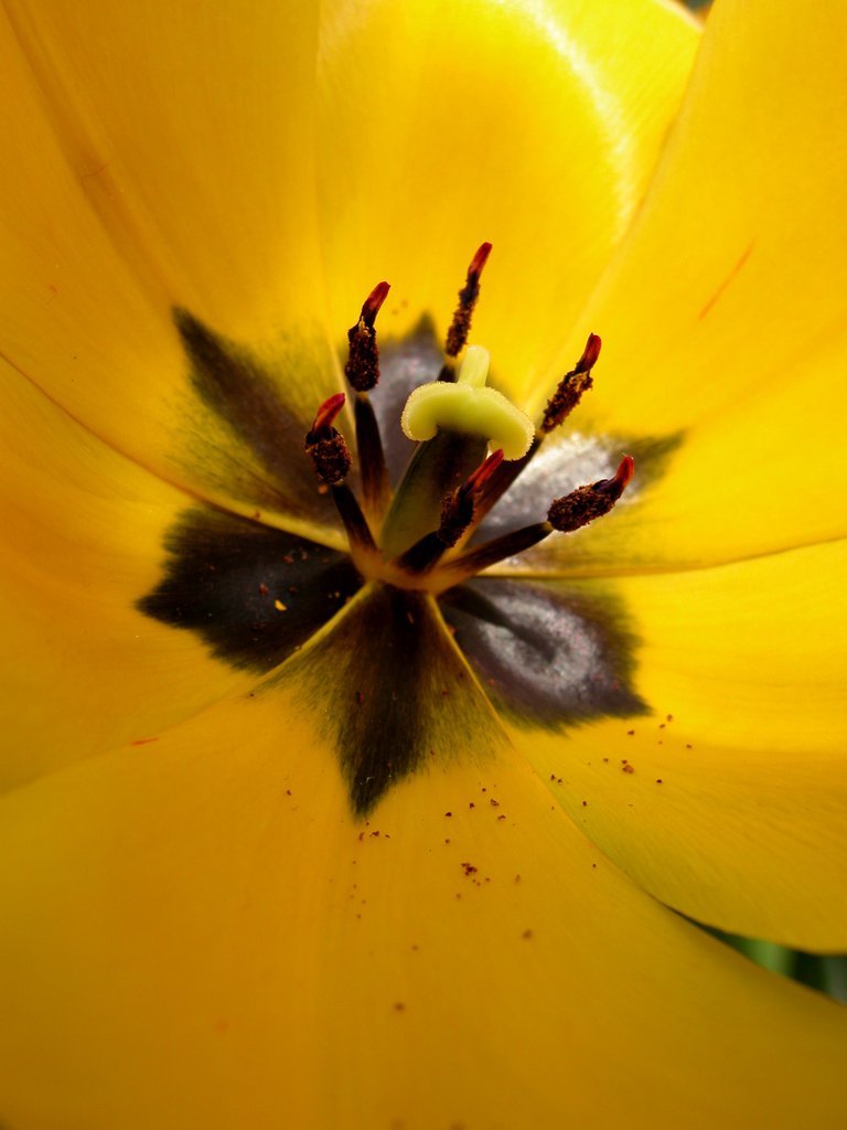 Smith College Spring Bulb Show (xxxiii)