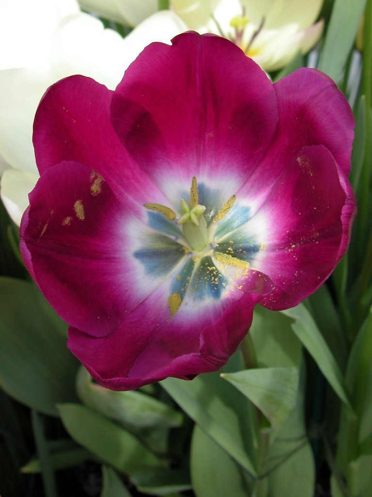 Smith College Spring Bulb Show (xxxiv)